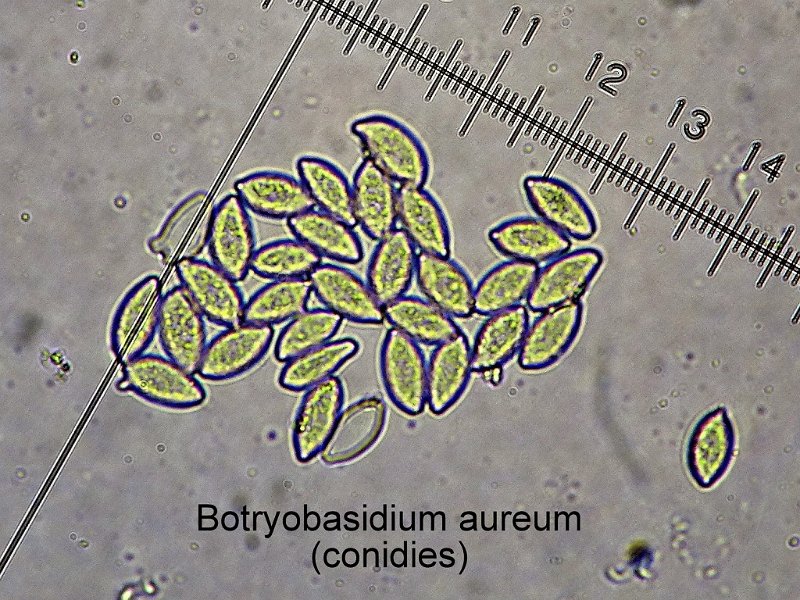 Botryobasidium aureum-amf1943-micro.jpg - Botryobasidium aureum ; Syn1: Haplotrichum aureum ; Syn2: Alysidium dubium